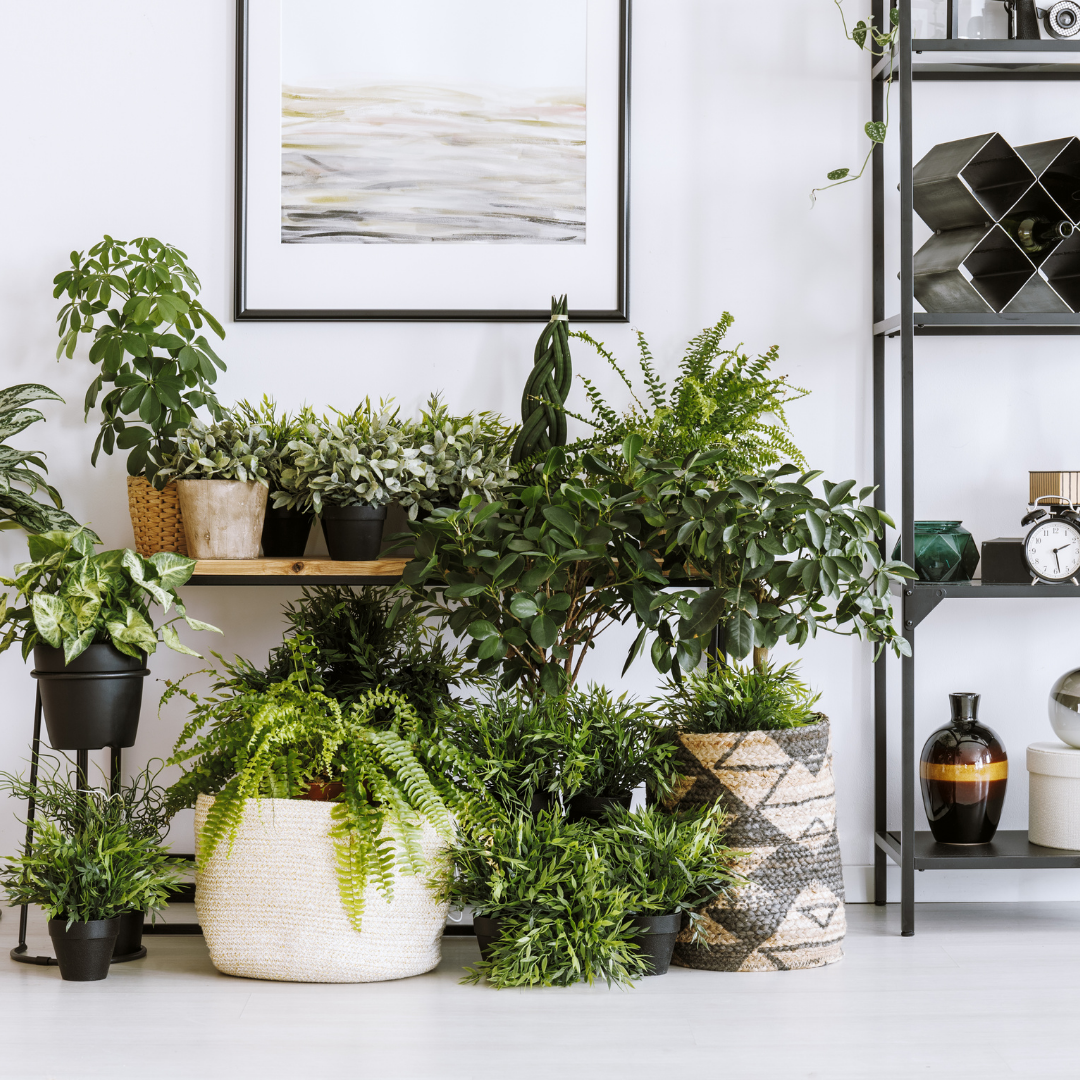 Houseplant home decoration interior design