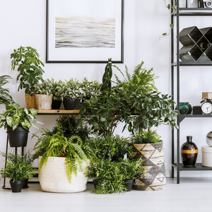Houseplant home decoration interior design